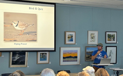 Shorebirds of Connecticut